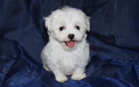 Щенок болонки на синем фоне