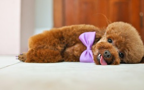Puppy of a poodle with a bow