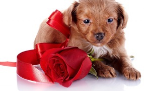 Puppy with a bow and a rose