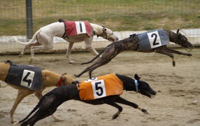 Race greyhounds