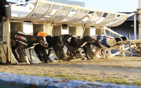 Racing greyhounds