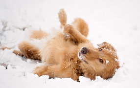 Red dog lying in the snow