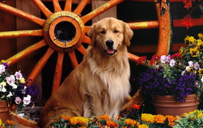 Ретривер возле колеса