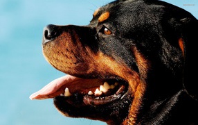 Ротвейлер на фоне неба