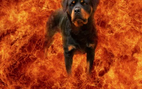 Ротвейлер в огне