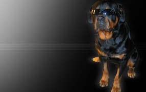 Ротвейлер в очках