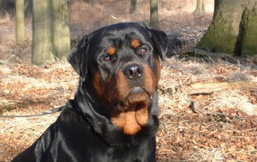 Rottweiler in the forest