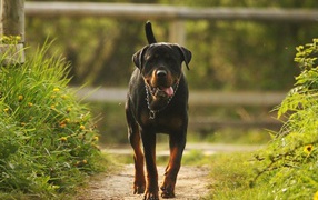 Rottweiler is a path