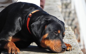 Ротвейлер смотрит прищурившись