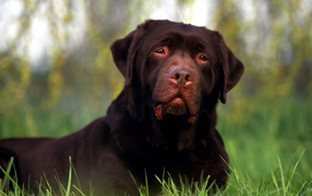 Ротвейлер лежит на поляне