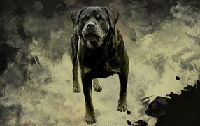 Rottweiler on a gray background