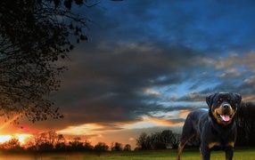 Ротвейлер на фоне заката