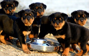 Rottweiler puppies drink water
