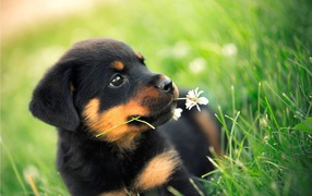 Rottweiler puppy chewing on a flower