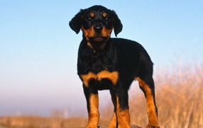 Rottweiler puppy is standing on a tree stump