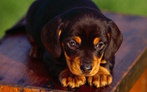 Rottweiler puppy on a table