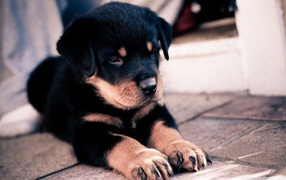 Rottweiler puppy paws folded