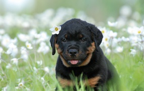 Rottweiler puppy with flower
