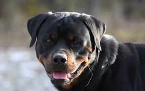 Rottweiler shows tongue