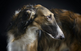 Russian Borzoi hound dog
