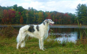 Russian borzoi dog at the lake