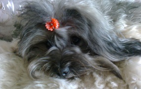 Русская цветная болонка