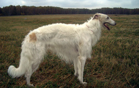 Russian greyhound in the field