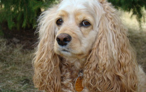 Грустный американский кокер спаниель