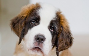 Грустный щенок сенбернара