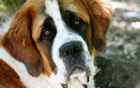 Грустная собака сенбернар