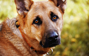 Грустный взгляд собаки