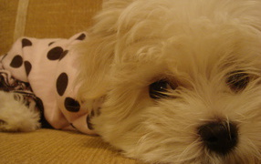 Грустные глаза у болонки