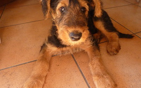Sad puppy Airedale