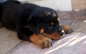 Sad puppy rottweiler