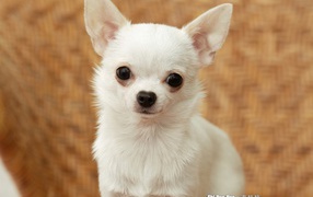 Грустный взгляд чихуахуа