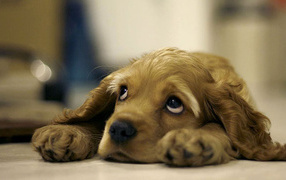 Грустный взгляд спаниеля
