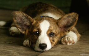 Грустный вельш-корги