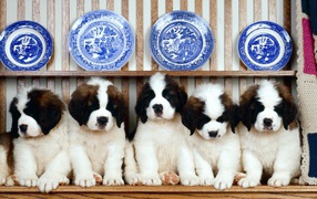 Saint Bernard puppies Family
