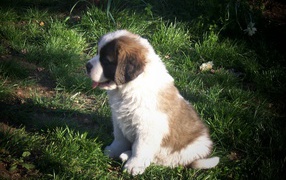 Saint Bernard puppy in the grass