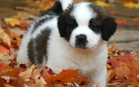 Saint Bernard puppy in the leaves