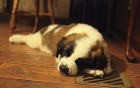 Saint Bernard puppy sleeping