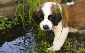 Saint Bernard puppy with a stream