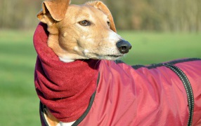 Пес салюки в теплом наряде