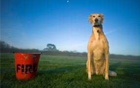 Собака салюки с пожарным ведром