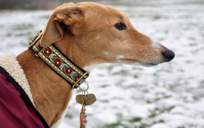 Салюки в красивом ошейнике