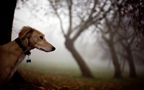 Салюки в лесу