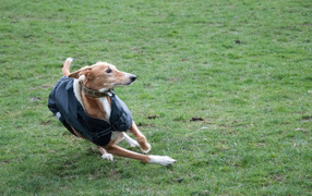 Салюки быстро бегает