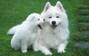 Samoyed husky with puppy