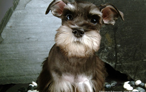 Собака шнауцер коричневого цвета