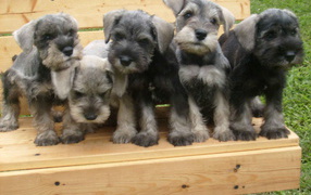Schnauzer puppies on a bench